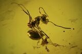 Detailed Fossil Ant (Formicidae) In Baltic Amber #102758-1